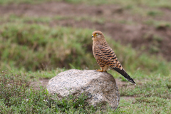 Falco rupicoloides