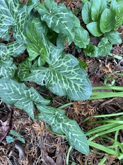 Arum italicum italicum