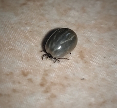 Ixodes ricinus