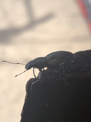 Naupactus xanthographus