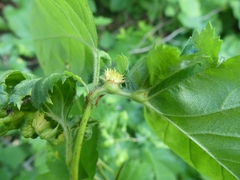 Dasineura crataegibedeguar