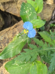 Commelina erecta