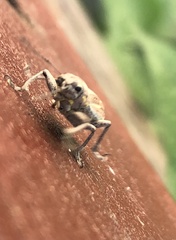 Naupactus xanthographus