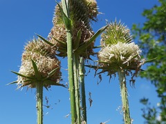 Dipsacus laciniatus