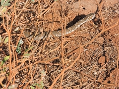 Bothrops erythromelas