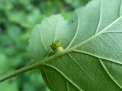Dasineura crataegibedeguar