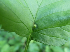 Dasineura crataegibedeguar