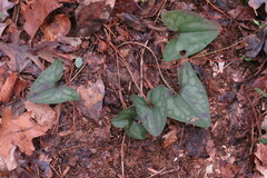 Hexastylis minor