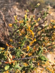 Lasiosiphon deserticola