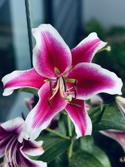 Lilium speciosum