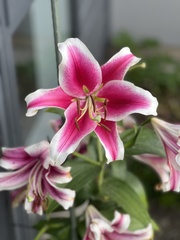 Lilium speciosum
