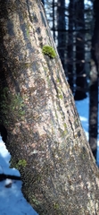 Acer pensylvanicum
