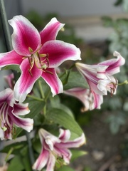 Lilium speciosum