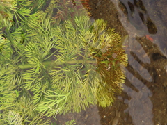 Limnophila