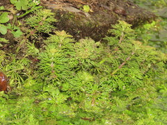 Limnophila