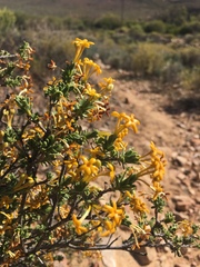 Lasiosiphon deserticola