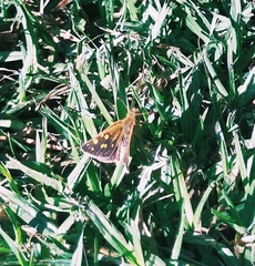 Metisella metis metis
