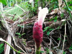 Costaceae