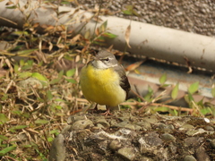 Motacilla cinerea cinerea