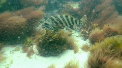 Goniistius rubrolabiatus