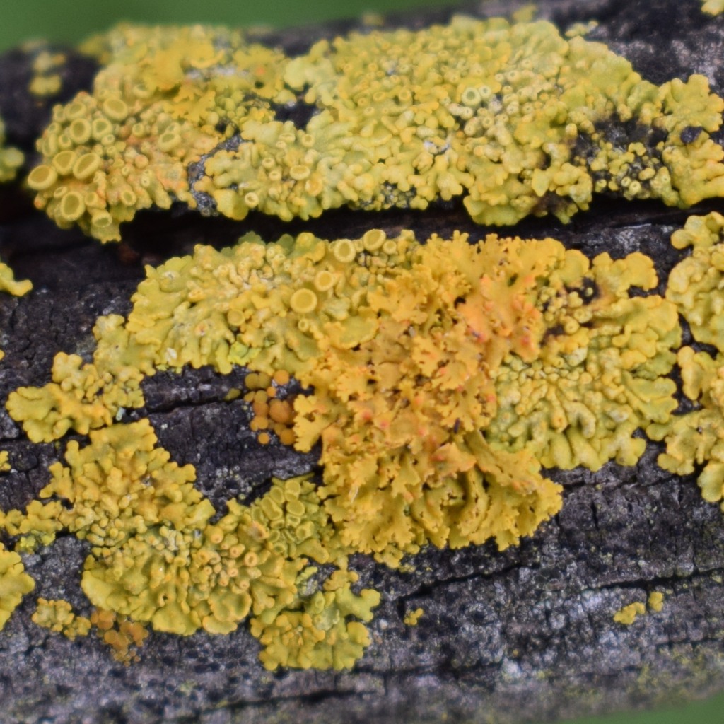 Poplar Sunburst Lichen from Don Edwards National Wildlife Refuge, CA ...