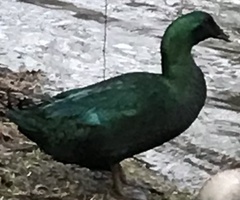 Anas platyrhynchos domesticus