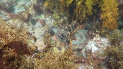 Goniistius rubrolabiatus