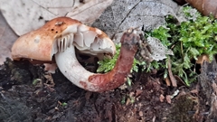 Hypholoma lateritium