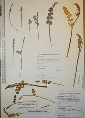 Botrychium minganense