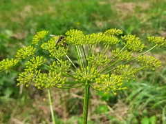 Pastinaca clausii