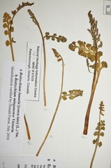 Botrychium minganense