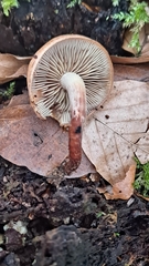 Hypholoma lateritium