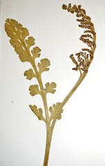 Botrychium minganense
