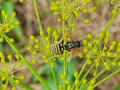 Polistes gallicus
