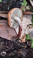 Hypholoma lateritium