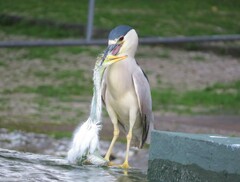 Nycticorax nycticorax