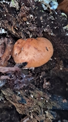 Hypholoma lateritium