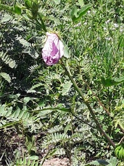 Hibiscus striatus