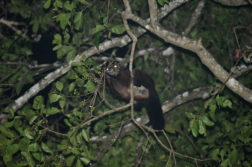 Indian Giant Flying Squirrel