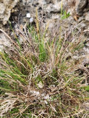 Capillipedium kwashotensis