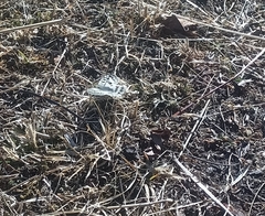 Parnassius hardwickii