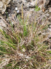 Capillipedium kwashotensis