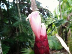 Costaceae