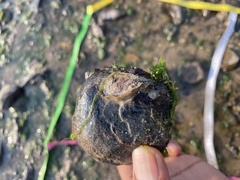 Saccostrea cuccullata