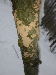 Corticium roseum