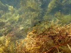 Torquigener pleurogramma