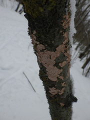 Corticium roseum