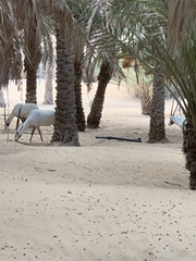 Oryx leucoryx