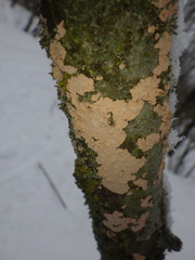 Corticium roseum