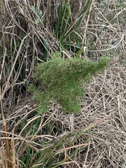 Eupatorium compositifolium